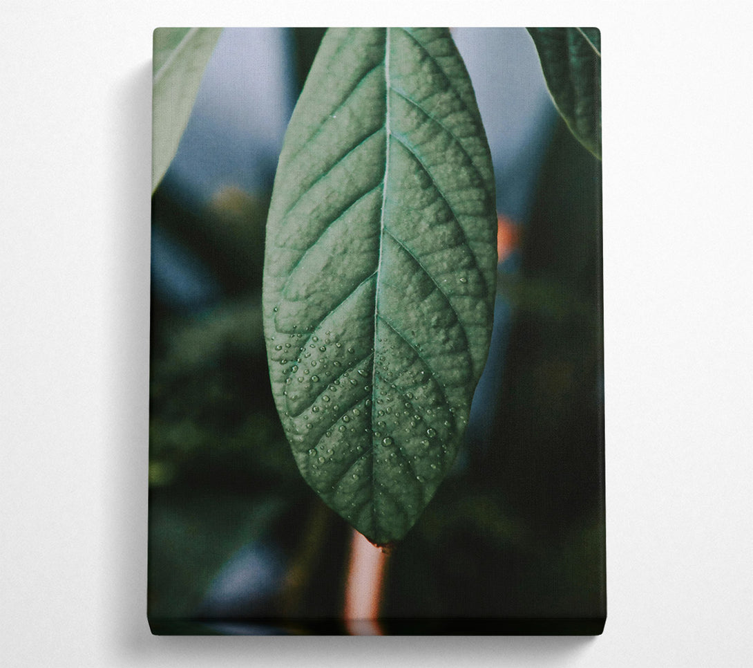  A Canvas Print of Emerald Dewdrop Leaf Canvas Art