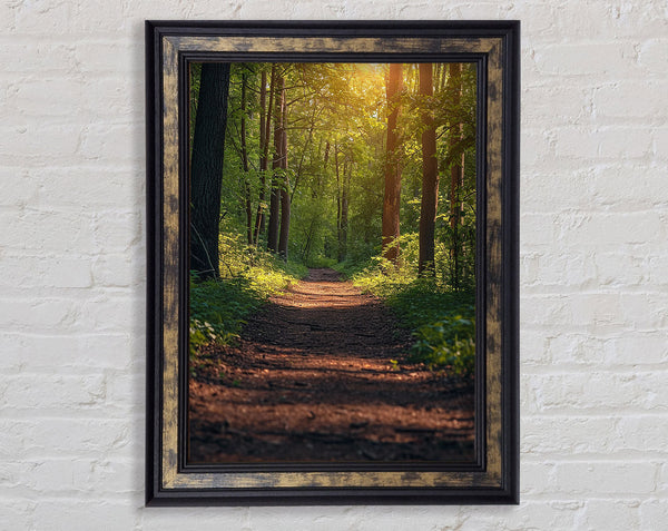 Forest Walk Framed Print