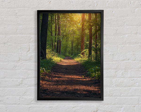 Forest Walk Framed Print