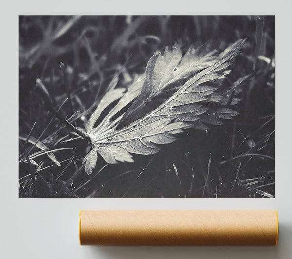 Silver Leaf In Shadow Poster