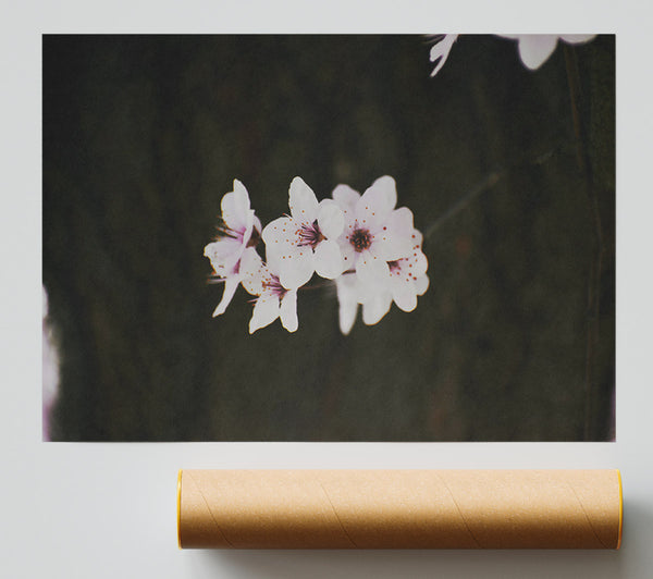 White Blossoms Against Dark Poster