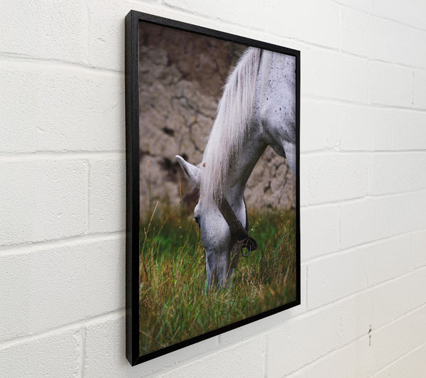 White Horse Grazing