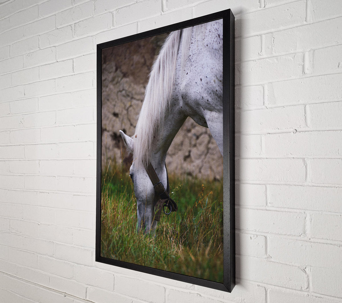  A Canvas Print of White Horse Grazing Canvas Art