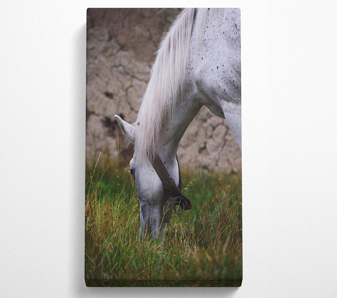  A Canvas Print of White Horse Grazing Canvas Art