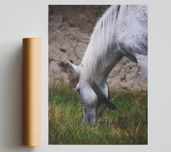 White Horse Grazing Print