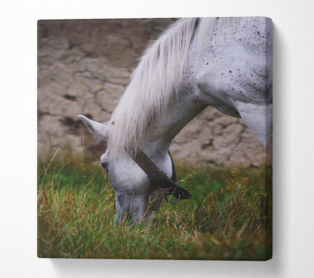  A Canvas Print of White Horse Grazing Canvas Art