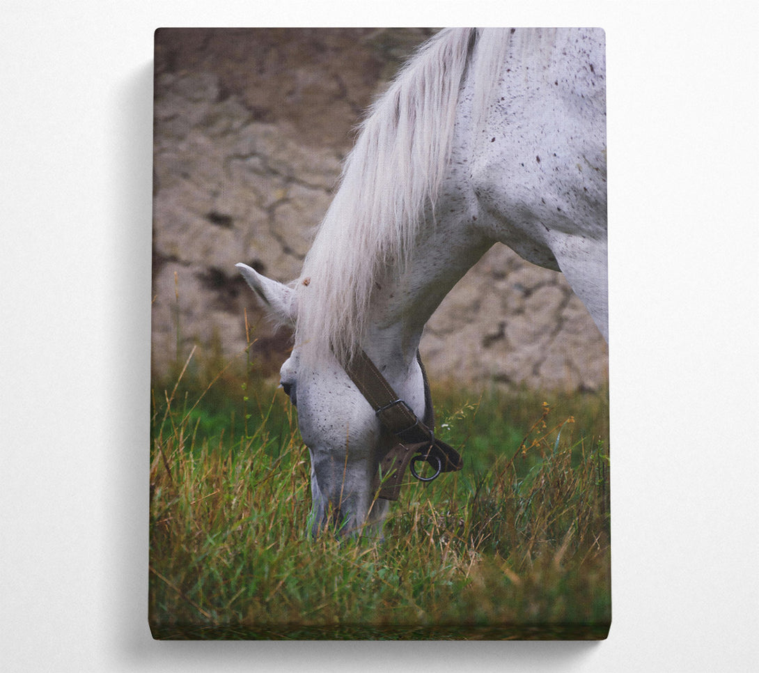 A Canvas Print of White Horse Grazing Canvas Art