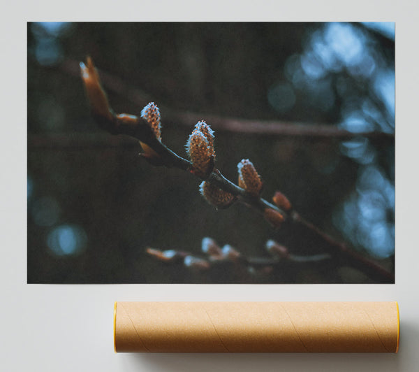 Blue Spring Buds Print