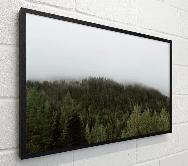 Green Foggy Forest
