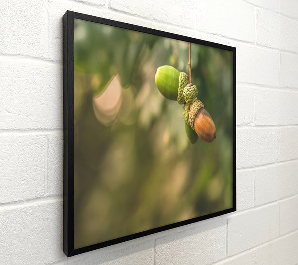 Brown Acorn Dreams