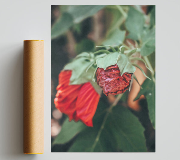 Crimson Budding Bloom Giclee Print