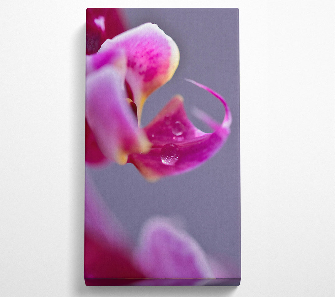  A Canvas Print of Pink Petal Dewdrop Canvas Print