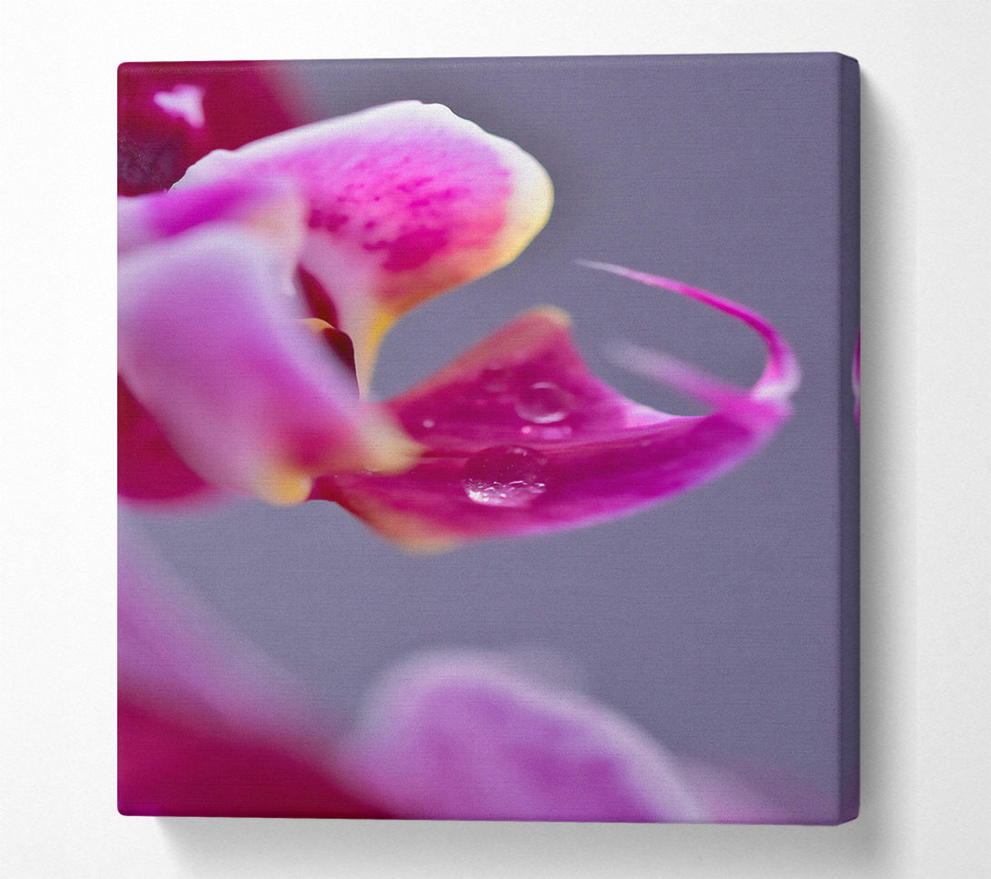  A Canvas Print of Pink Petal Dewdrop Canvas Print