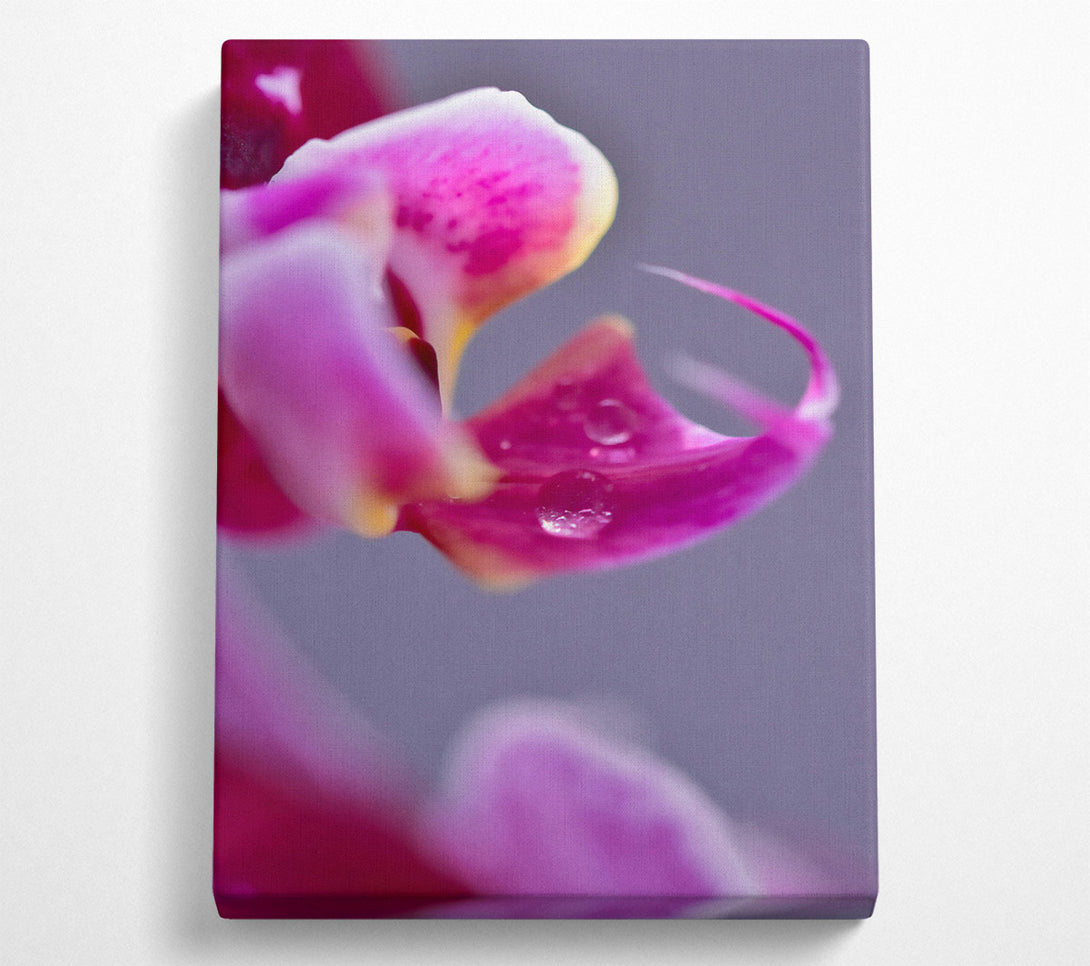  A Canvas Print of Pink Petal Dewdrop Canvas Print