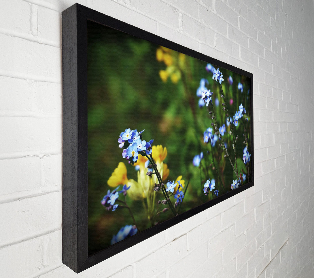  A Canvas Print of Blue Forget-Me-Nots Canvas Print