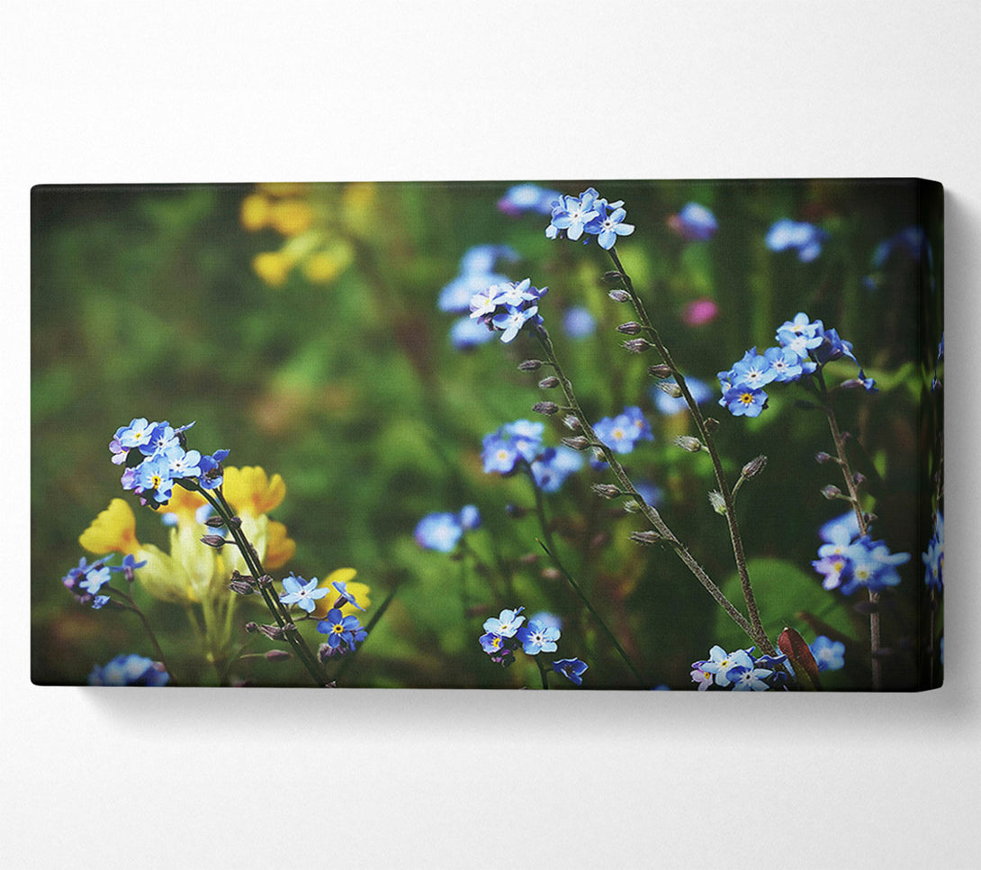  A Canvas Print of Blue Forget-Me-Nots Canvas Print