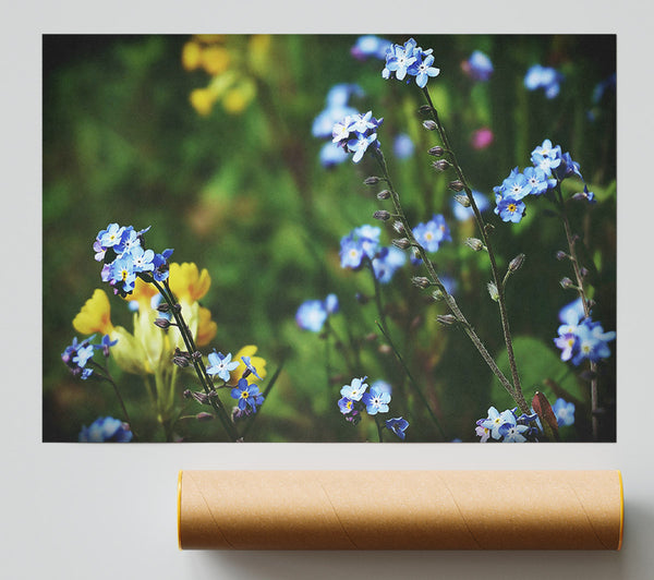 Blue Forget-Me-Nots Print