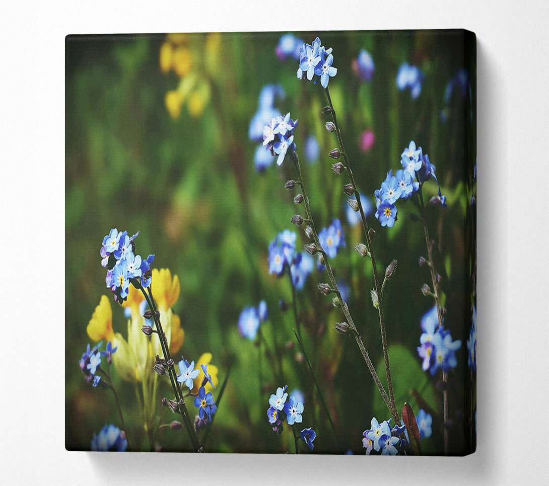  A Canvas Print of Blue Forget-Me-Nots Canvas Print