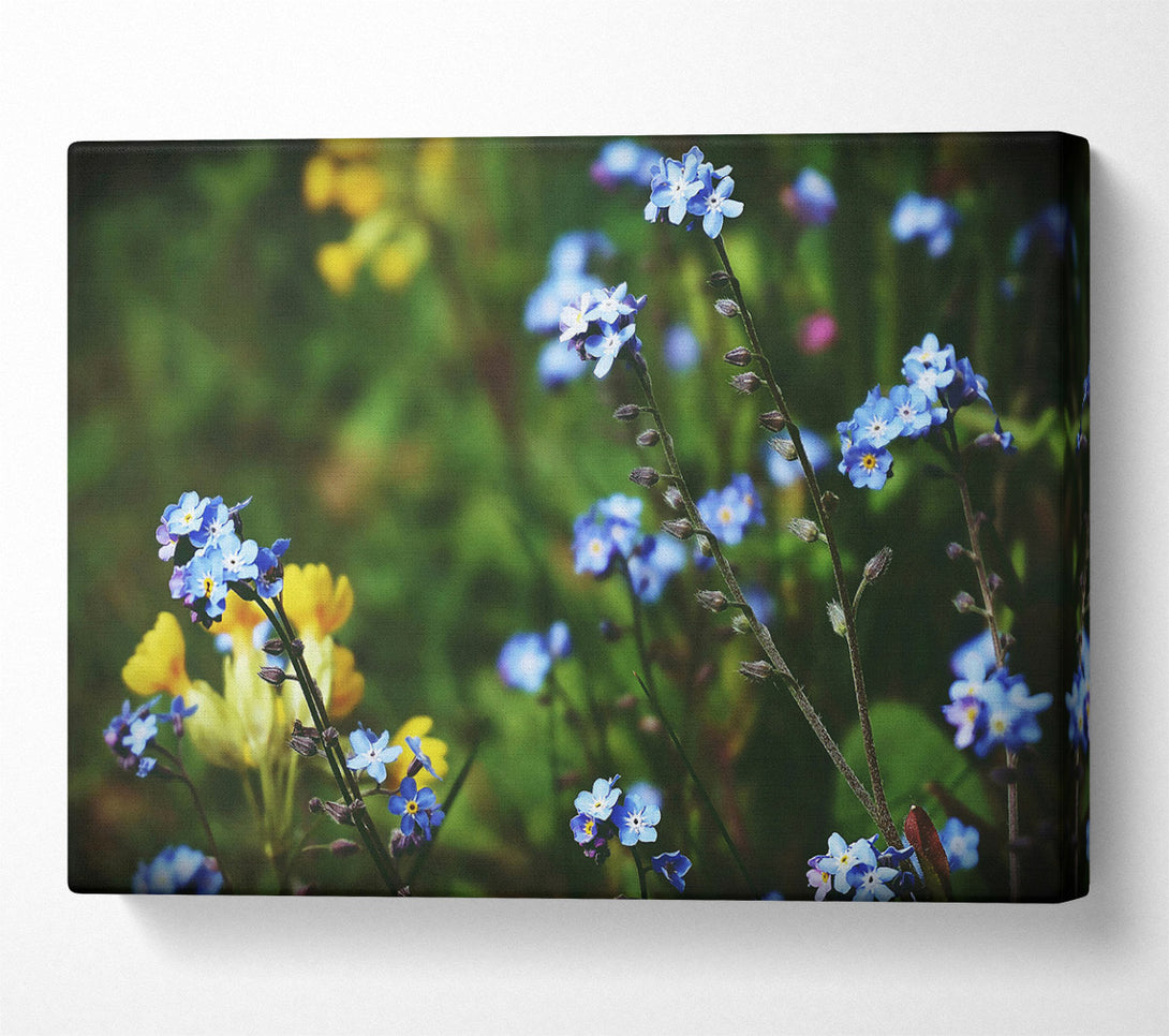  A Canvas Print of Blue Forget-Me-Nots Canvas Print