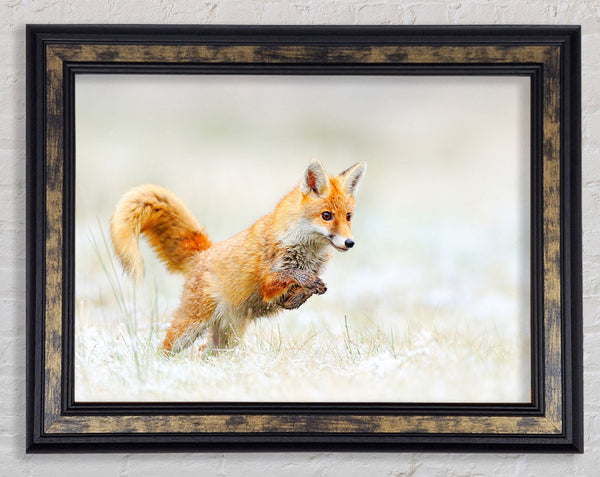 Fox Jumping Framed Print