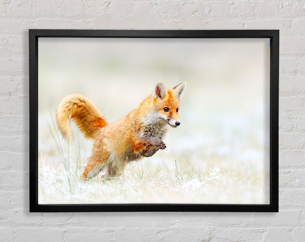 Fox Jumping Framed Print