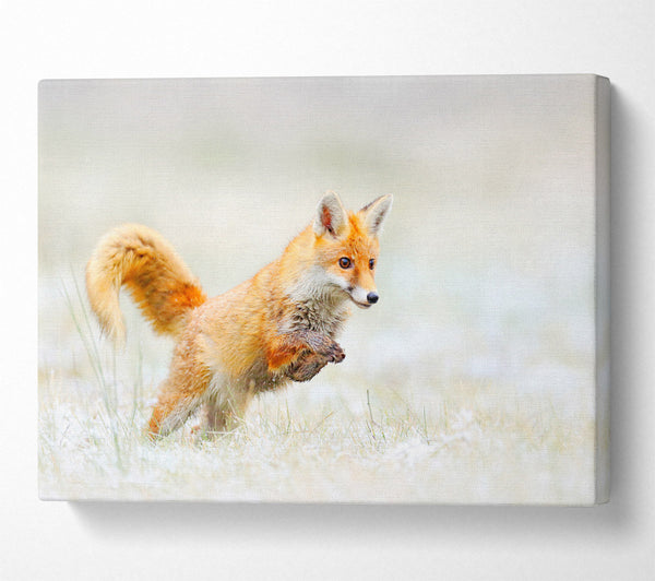  A Canvas Print of Fox Jumping Canvas Print
