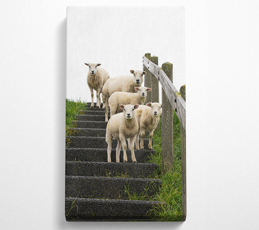  A Canvas Print of White Sheep On Black Stairs Canvas Print