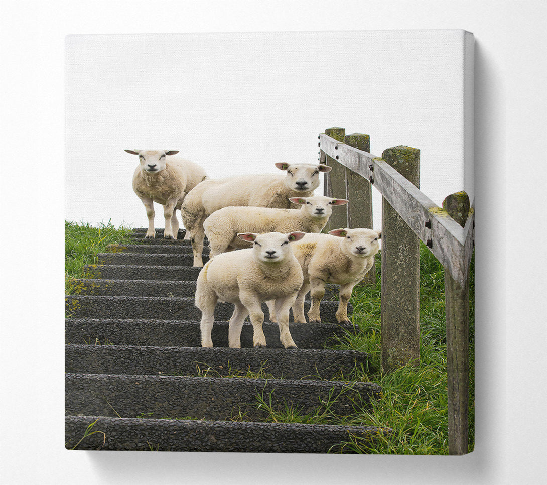  A Canvas Print of White Sheep On Black Stairs Canvas Print