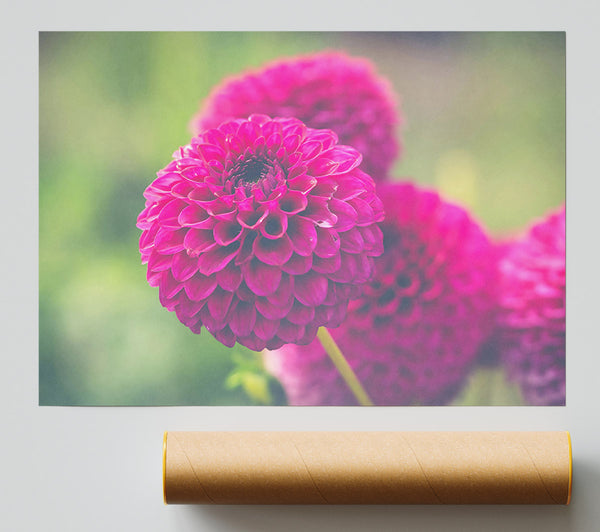 Fuchsia Flower Bloom Poster