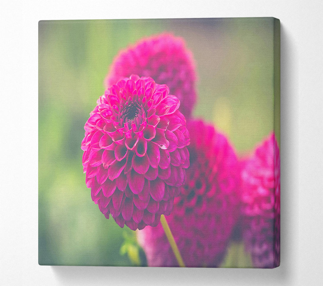  A Canvas Print of Fuchsia Flower Bloom Canvas Print