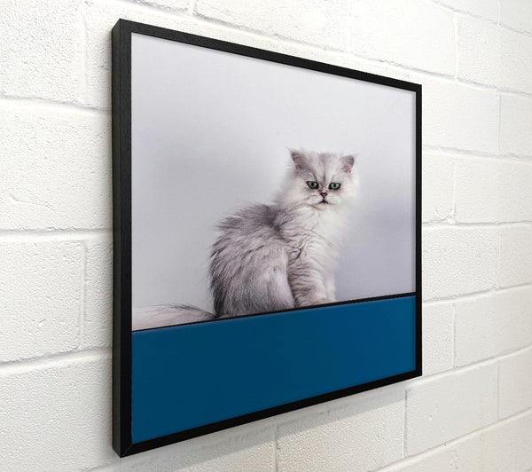 Blue Eyed Silver Cat