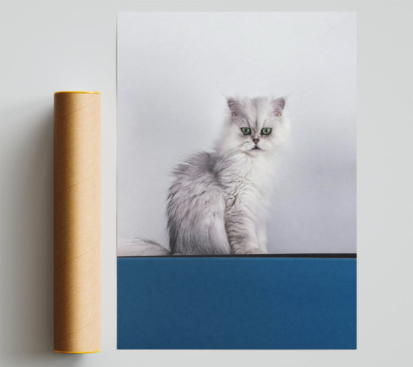 Blue Eyed Silver Cat Giclee Print