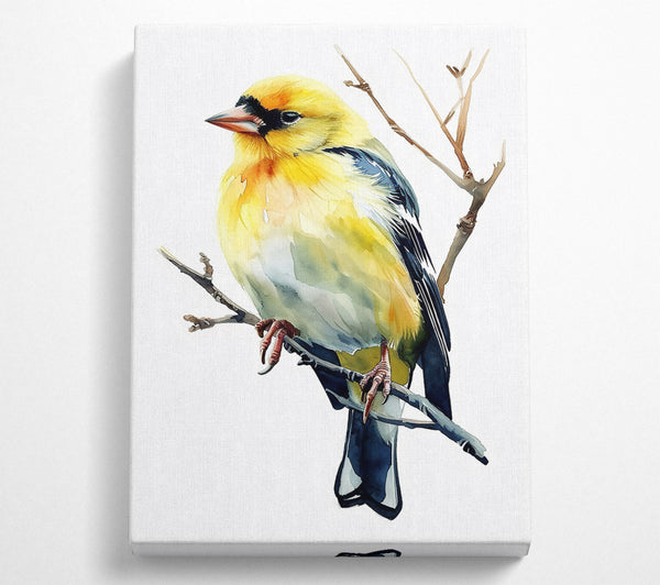  A Canvas Print of Golden Bird On Branch Canvas Print