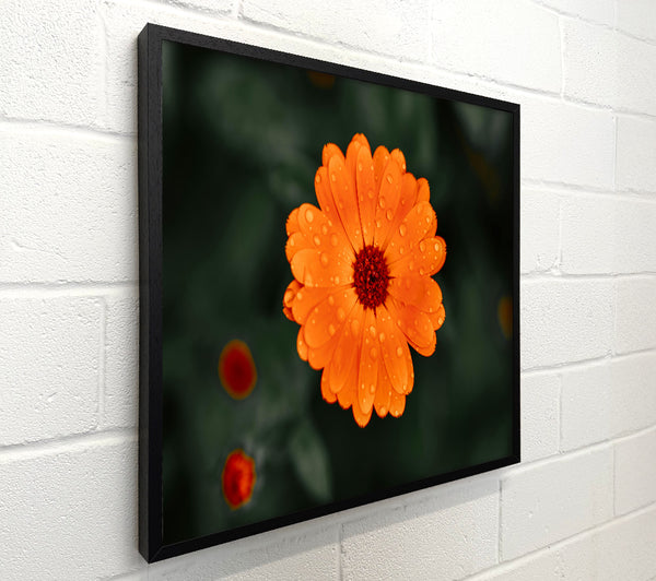 Orange Flower Dew Drops