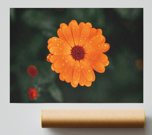 Orange Flower Dew Drops Poster