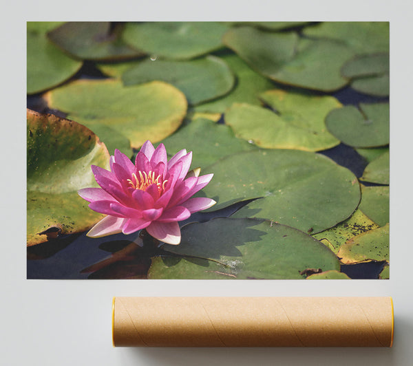 Pink Lily Pond Giclee Print