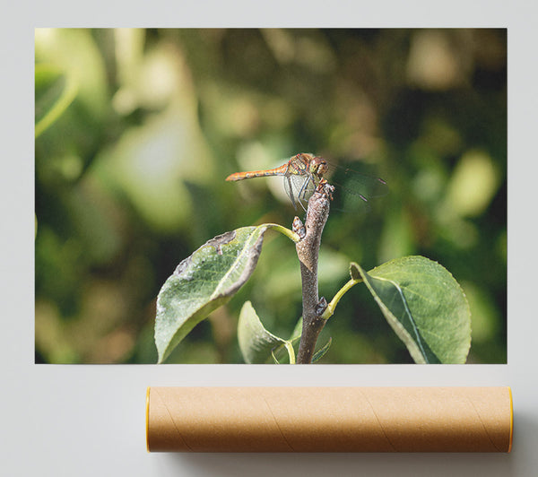 Green Dragonfly Resting Print