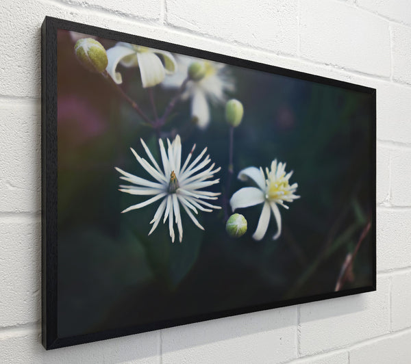 White Blooms In Darkness