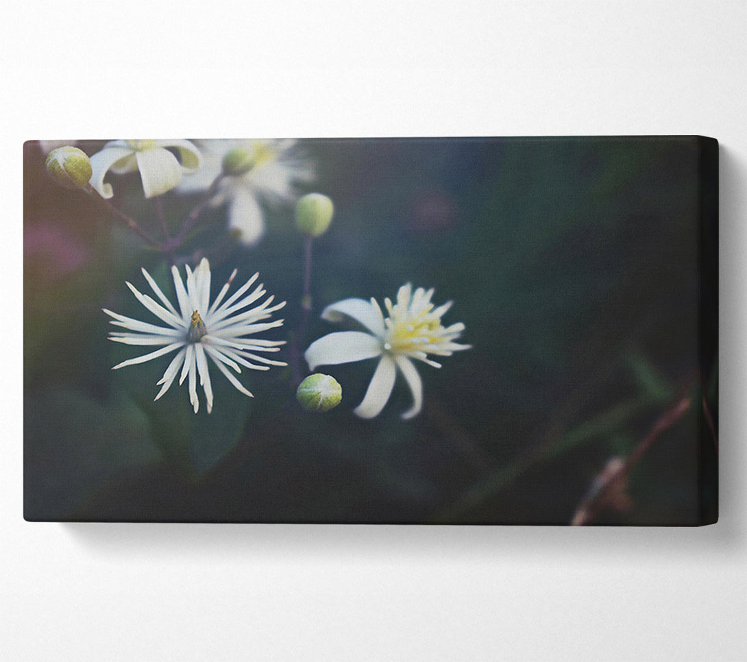  A Canvas Print of White Blooms In Darkness Canvas Art