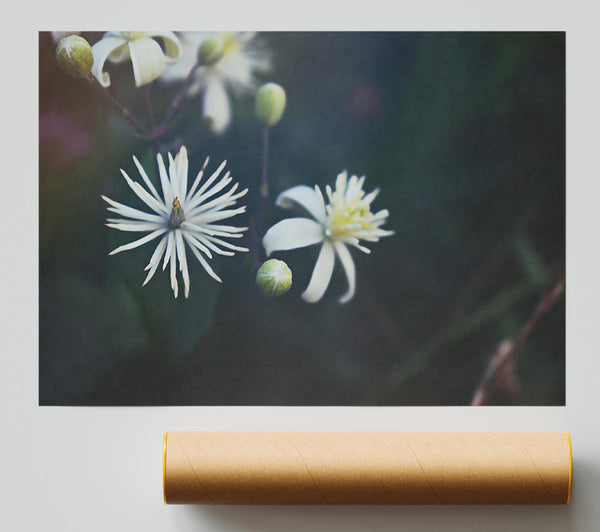 White Blooms In Darkness Giclee Print
