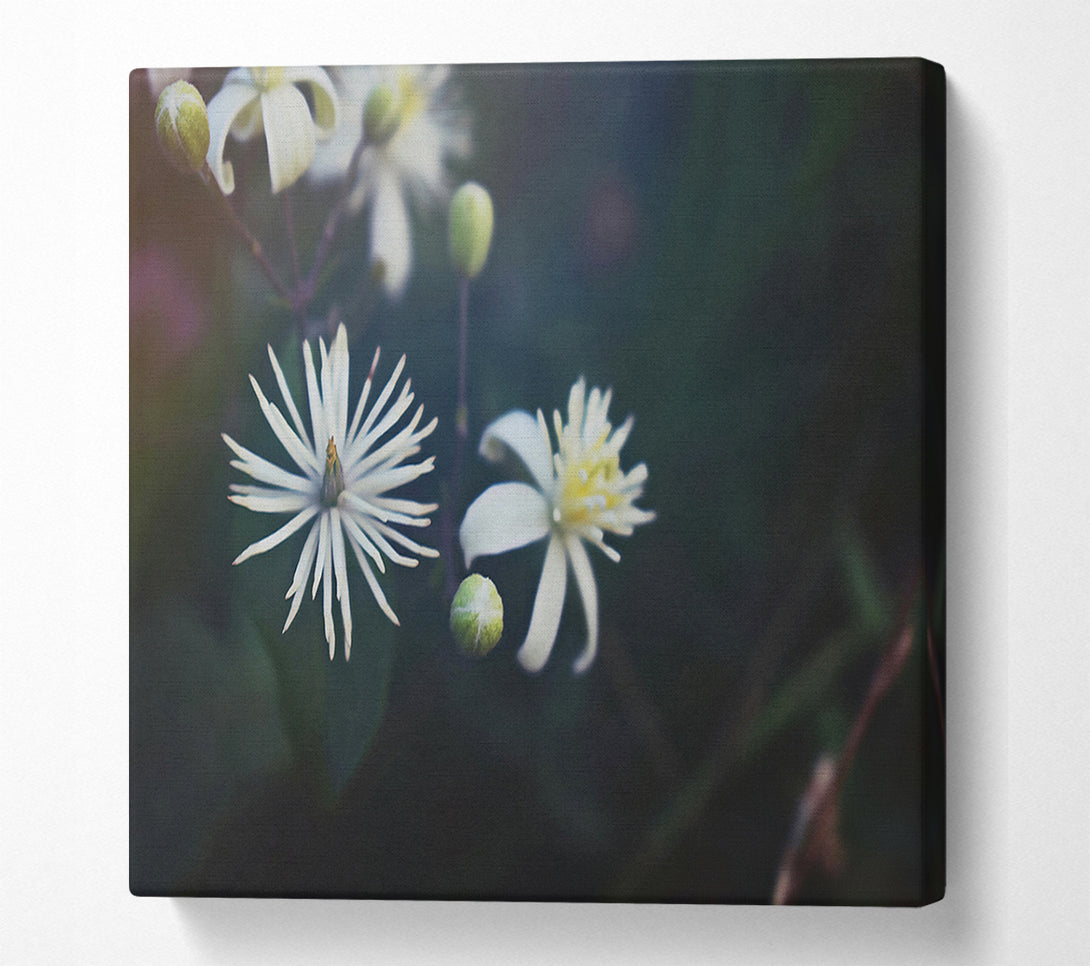  A Canvas Print of White Blooms In Darkness Canvas Art