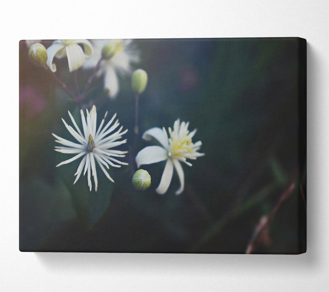  A Canvas Print of White Blooms In Darkness Canvas Art