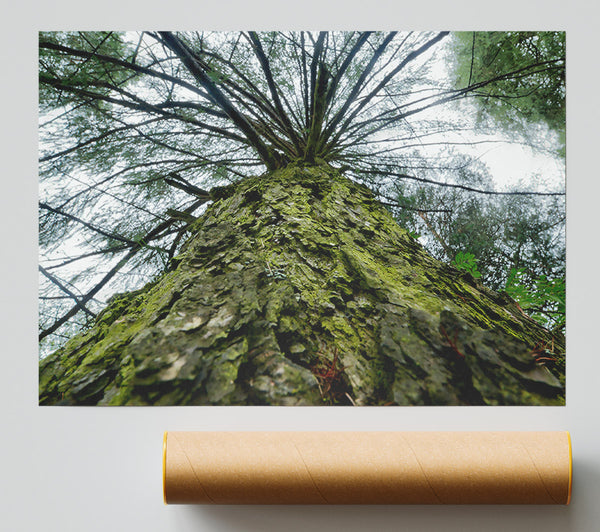 Green Mossy Trunk Giclee Print