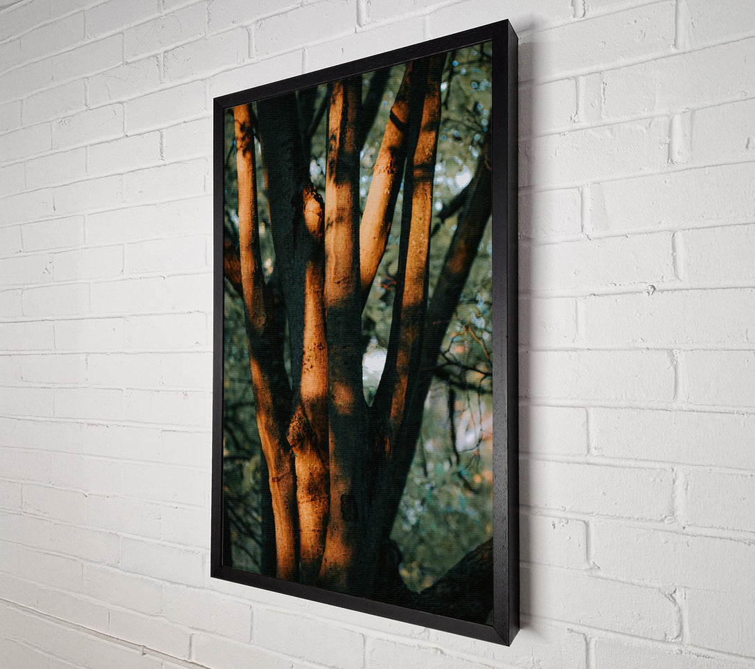  A Canvas Print of Golden Sunlight'S Embrace Canvas Wall Art