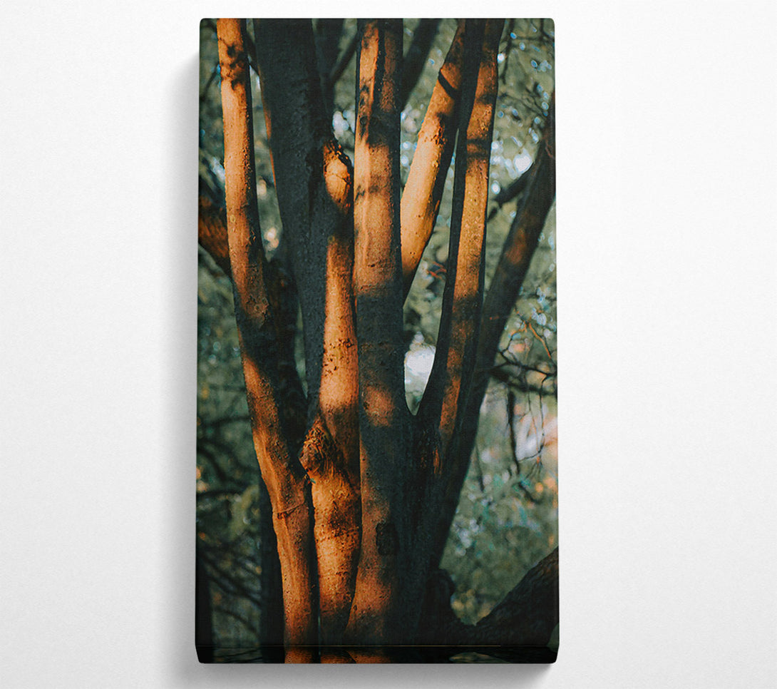 A Canvas Print of Golden Sunlight'S Embrace Canvas Wall Art