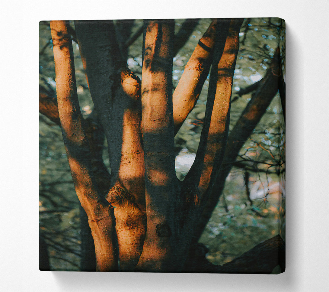  A Canvas Print of Golden Sunlight'S Embrace Canvas Wall Art