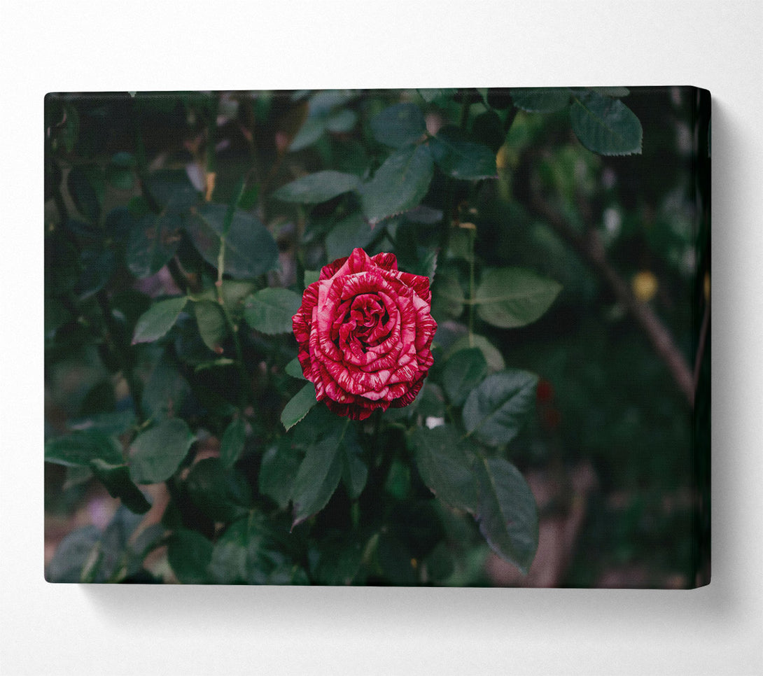  A Canvas Print of Crimson Rose Bloom Canvas Print