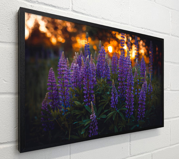 Purple Sunset Bloom