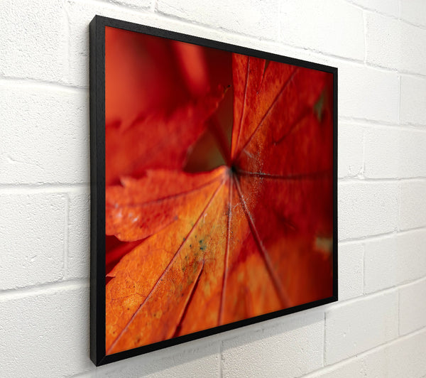 Crimson Leaf Veins