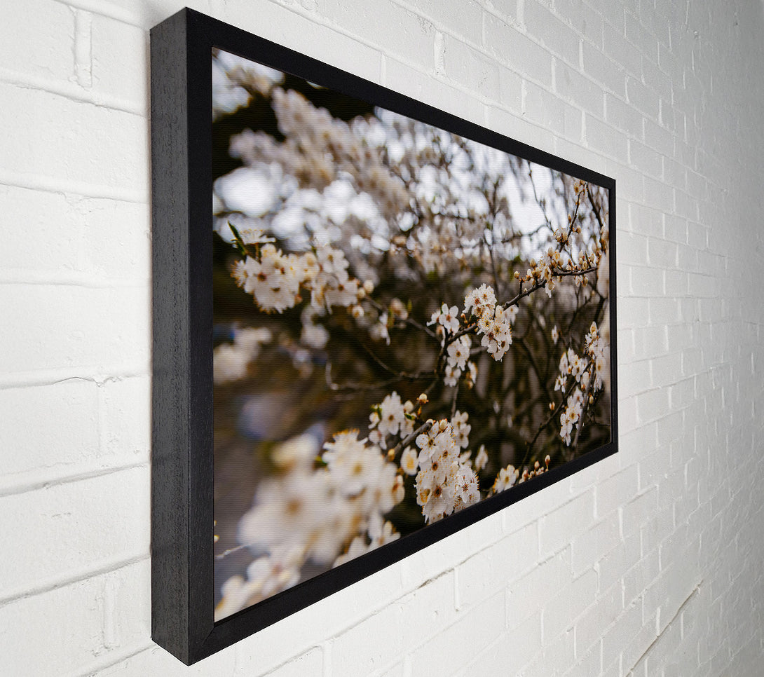  A Canvas Print of White Blossoms In Bloom Canvas Wall Art